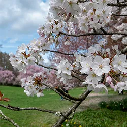 Cherry blossom in foreground