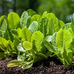Food grows in "Our Food" course garden