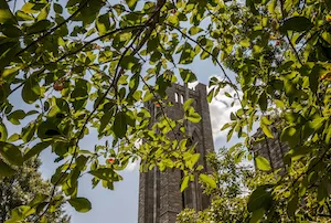 clothier bell tower under tree