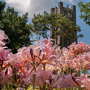 Pink flowers bloom in foreground with clothier belltower in background