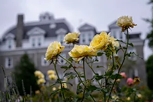 Yellow roses bloom in foreground with Parrish Hall in background