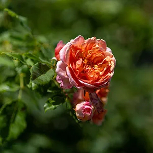 Rose blooms in late summer