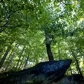 Crum Woods Alligator Rock