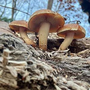 Mushrooms grow out of log in woods