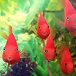 A school of goldfish 